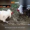 66b: một ký hiệu và hành trình khám phá